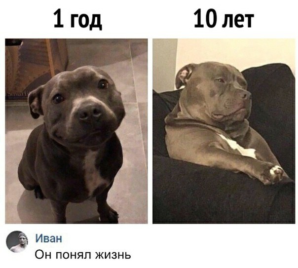 Шерстяные и весёлые
