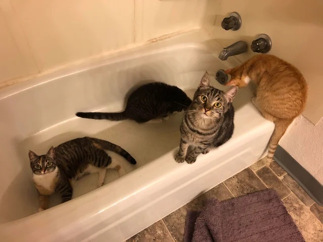 Котовторник! начнем? 04.06.19