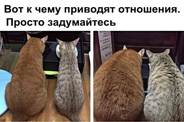 Картинки с котами и про котов