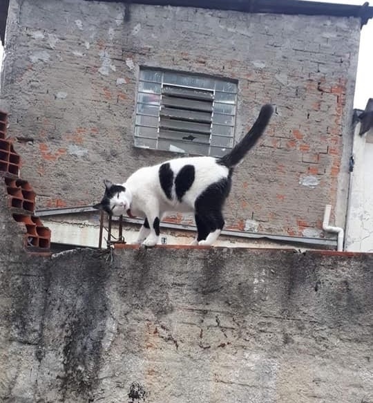 Забавные фото котеек
