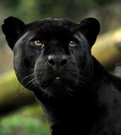 Paзнoвиднocти тьмы