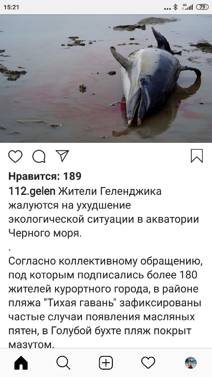 В Сочи, Анапе, Геленджике и Новороссийске погибла сотня дельфинов от отравления нефтепродуктами
