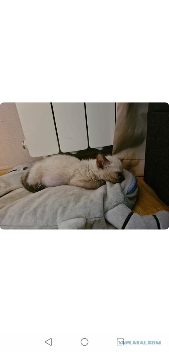 Жизнь домашнего приюта "Котоленд" 269