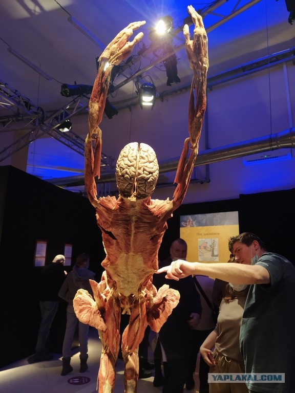 Посетил выставку Body Worlds на ВДНХ
