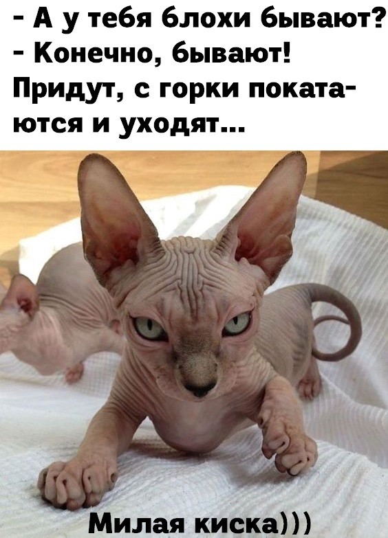 Баянисто-небаянистый юмор. 13.09.21