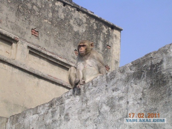 Путешествие по Индии