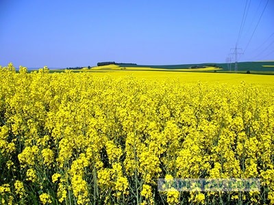 Украинский флаг в детской комнате