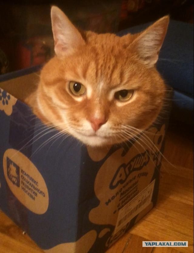 Кот и коробка