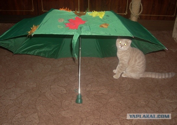 Котовторник 26.03.2013
