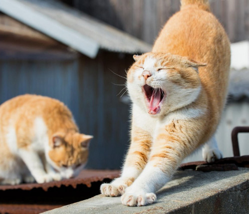 Как зевают разные животные