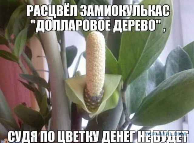 Так себе картинки 08.06.24