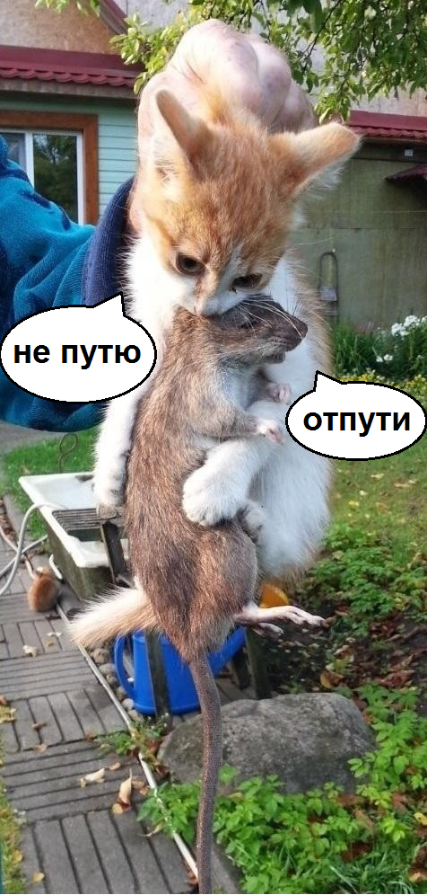 Котёнок крысолов⁠⁠