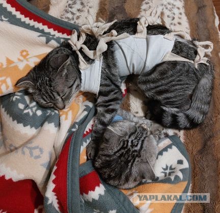 К котовторнику
