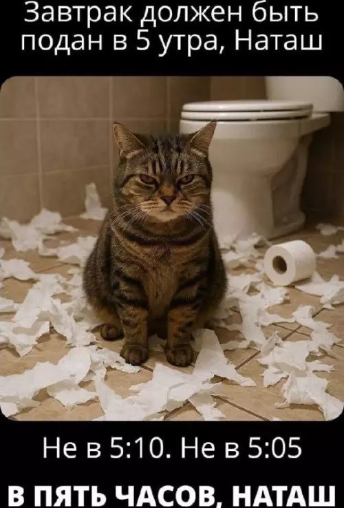 К котовторнику: подборка картинок-баянов с котиками и про котиков. Выпуск 36.