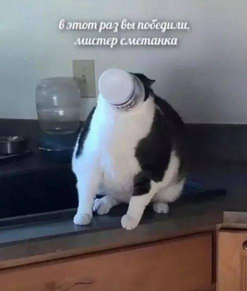 К котовторнику: подборка картинок-баянов с котиками и про котиков. Выпуск 37.