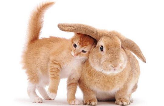 Котейка, который не знает как лежат котейки