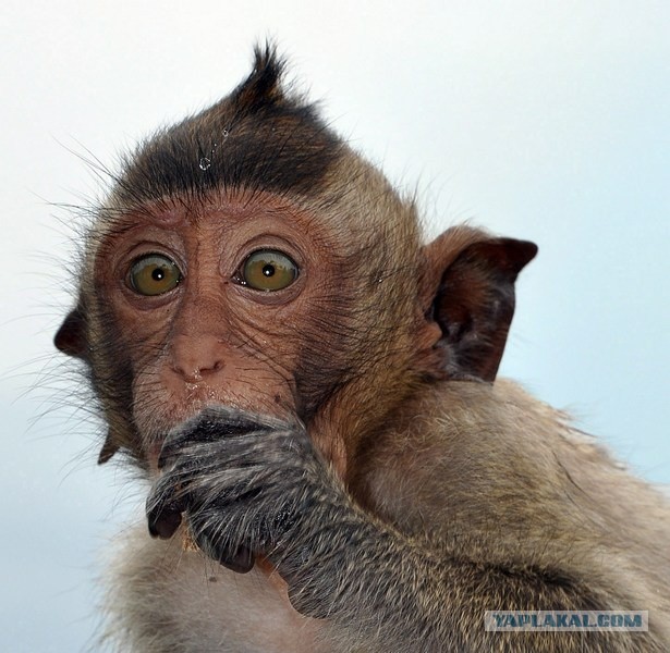 Режим Асада трепещет!