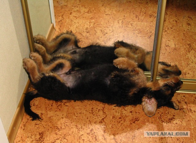 Собачья мимимишность