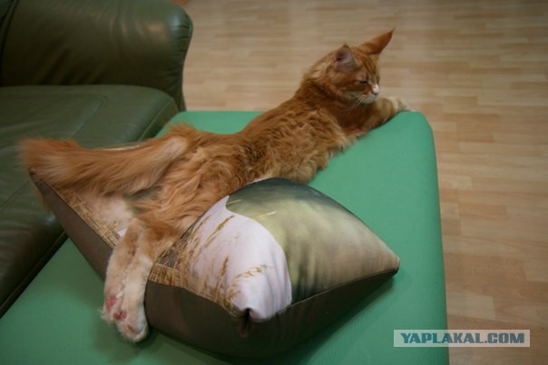 Котовторник 22.04.2014