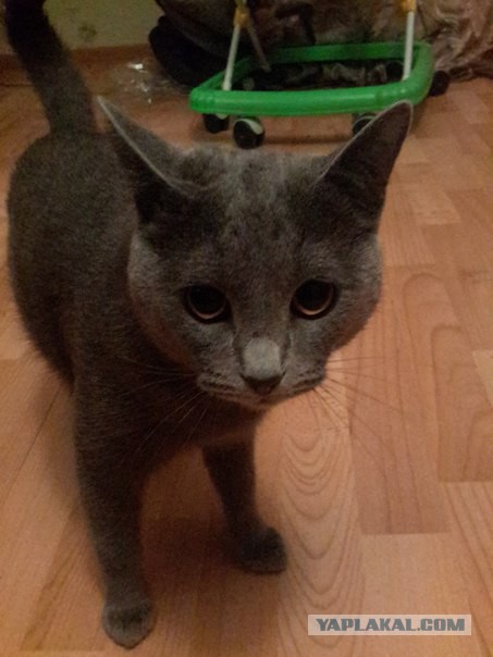 Котовторник 29.04.14.