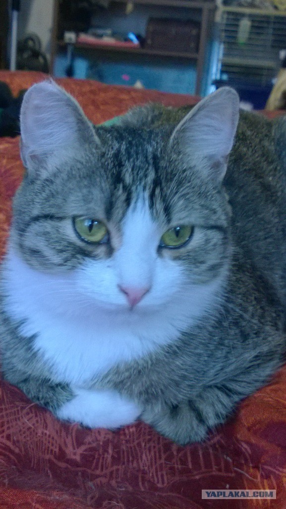 Зверьё моё!