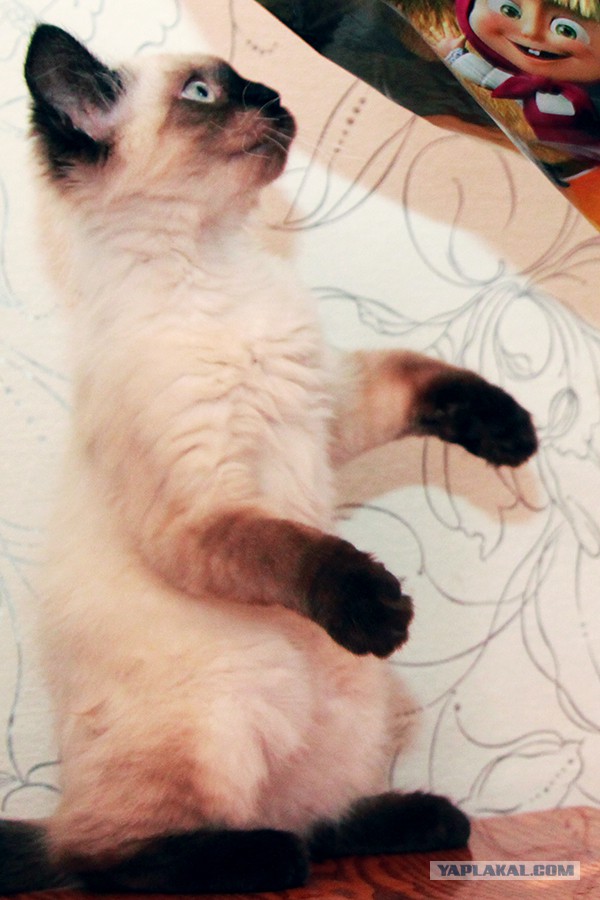 Котёнок по имени Гав