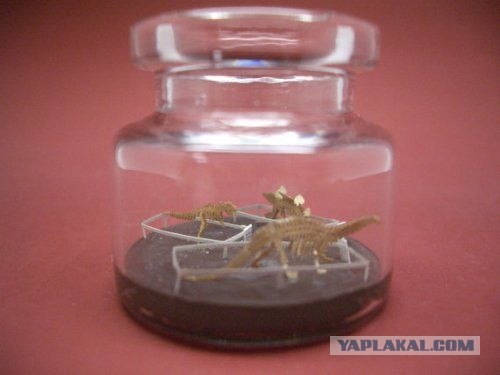 Миниатюрные динозавры