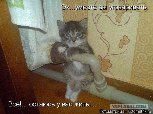Удивительные истории о спасенных животных