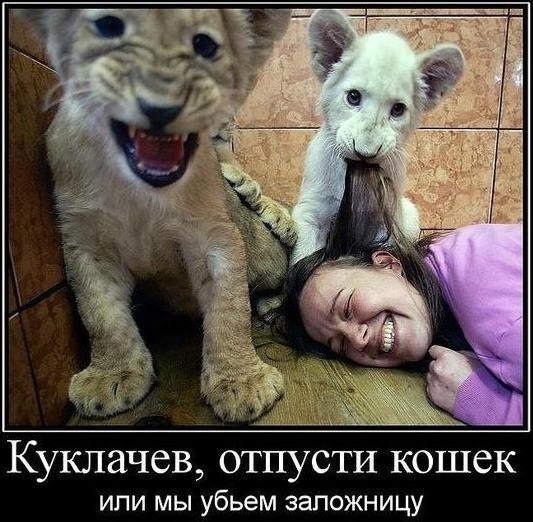 Картинки
