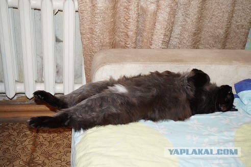 Перепись котопузов открыта=)