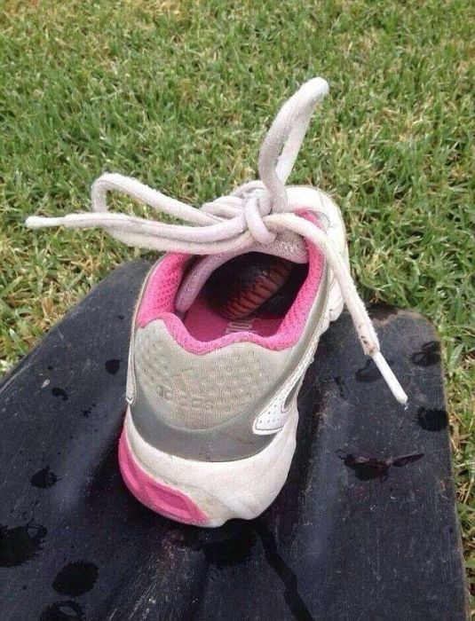 Экзотический животный мир Австралии