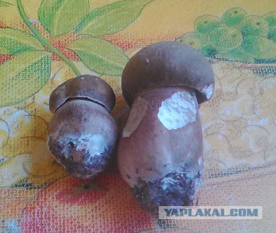 Первые грибы