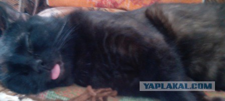 21 гримаса тех, кто не любит рано вставать по утра
