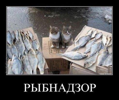 Немного картинок и демотиваторов