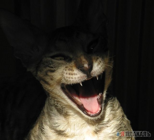 Коты, кошки, котята