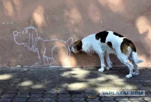 Прикольные картинки