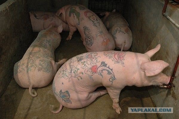 Татуировки!