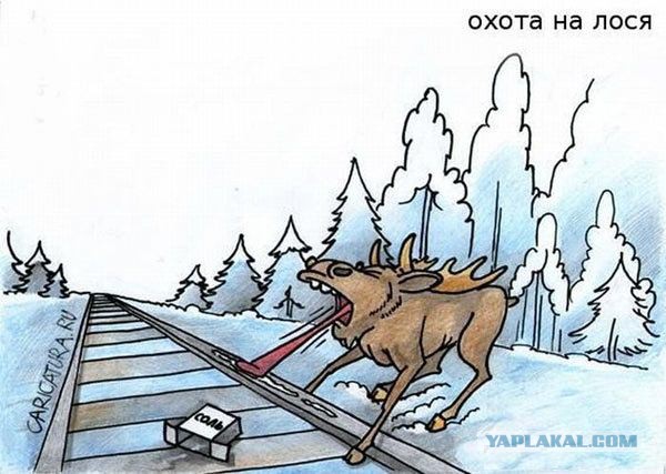 20 животных попавших в затруднительную ситуацию