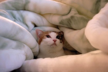 Коты, кошки, котята