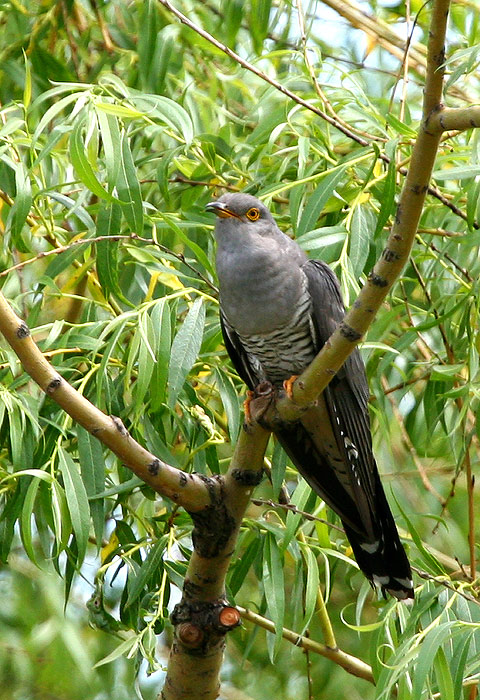 ПТИЦЫ. Фото птиц, голуби, воробьи, вороны