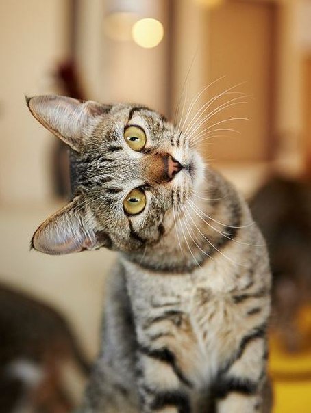 Коты из сети