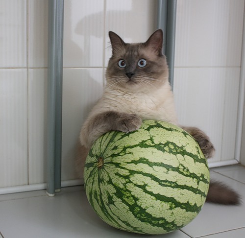 Коты из сети