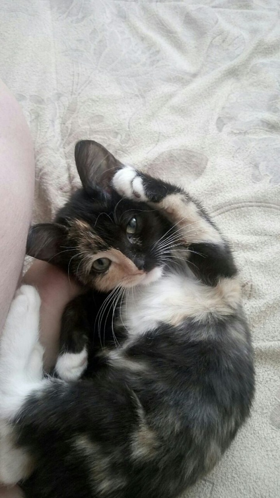 Коты и Кошки