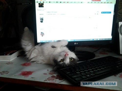 Котовторник 1.08.17