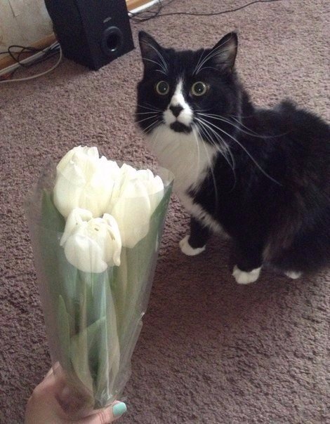 Коты и Кошки