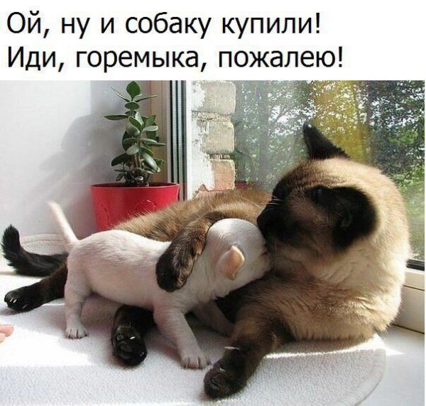 Просто картинки