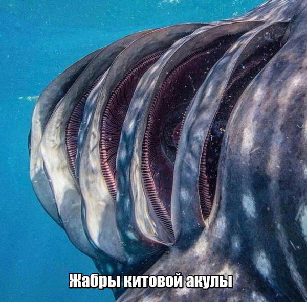 Подборка интересных и веселых картинок