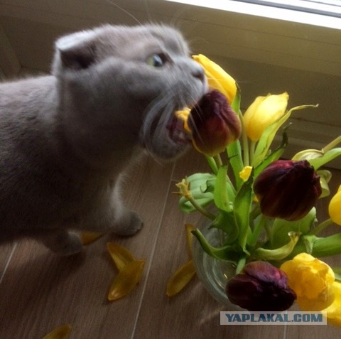 Котовторник 13.03.2018