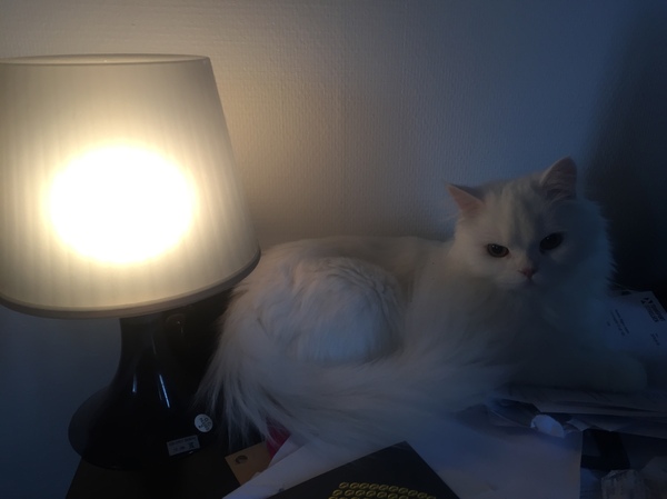 Подборка котов с лампой.