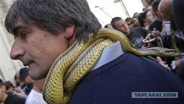 Парад змееловов
